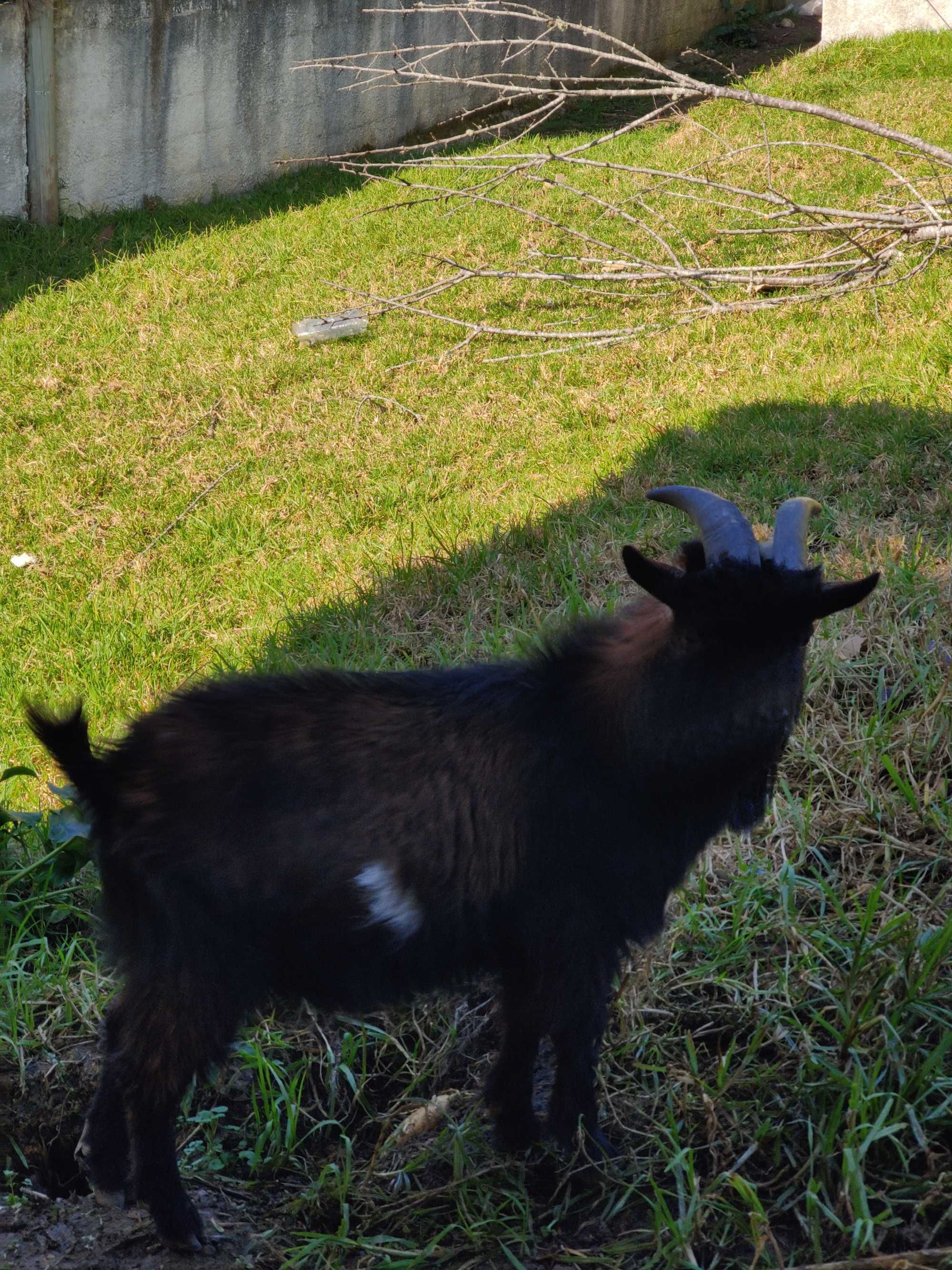 Cabrito anão adulto