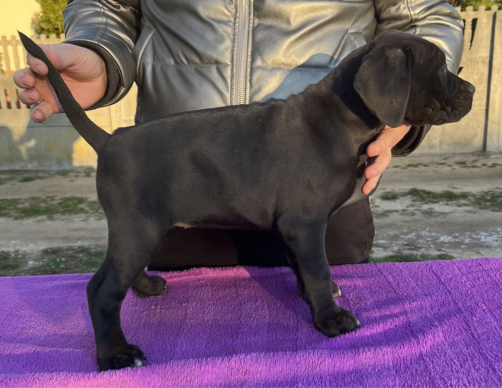 Cane Corso suczka