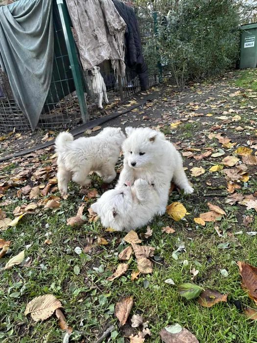 Suczka szczenię samoyed