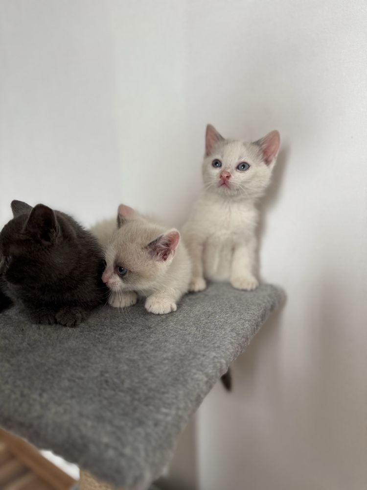 Кошенята котик, віддам безкоштовно