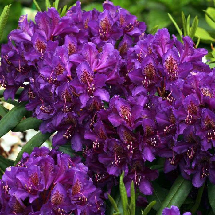 Рододендрон \Mogambo\ вис 120-140см\Крупномiр\12500гр.