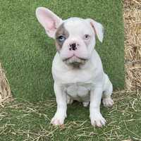 Bulldog Francês Pied Merle Macho