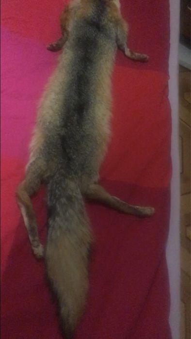 Воротник .Гаржетка . Рыжая лиса.