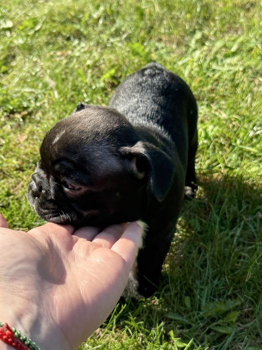 Sunia buldog francuski