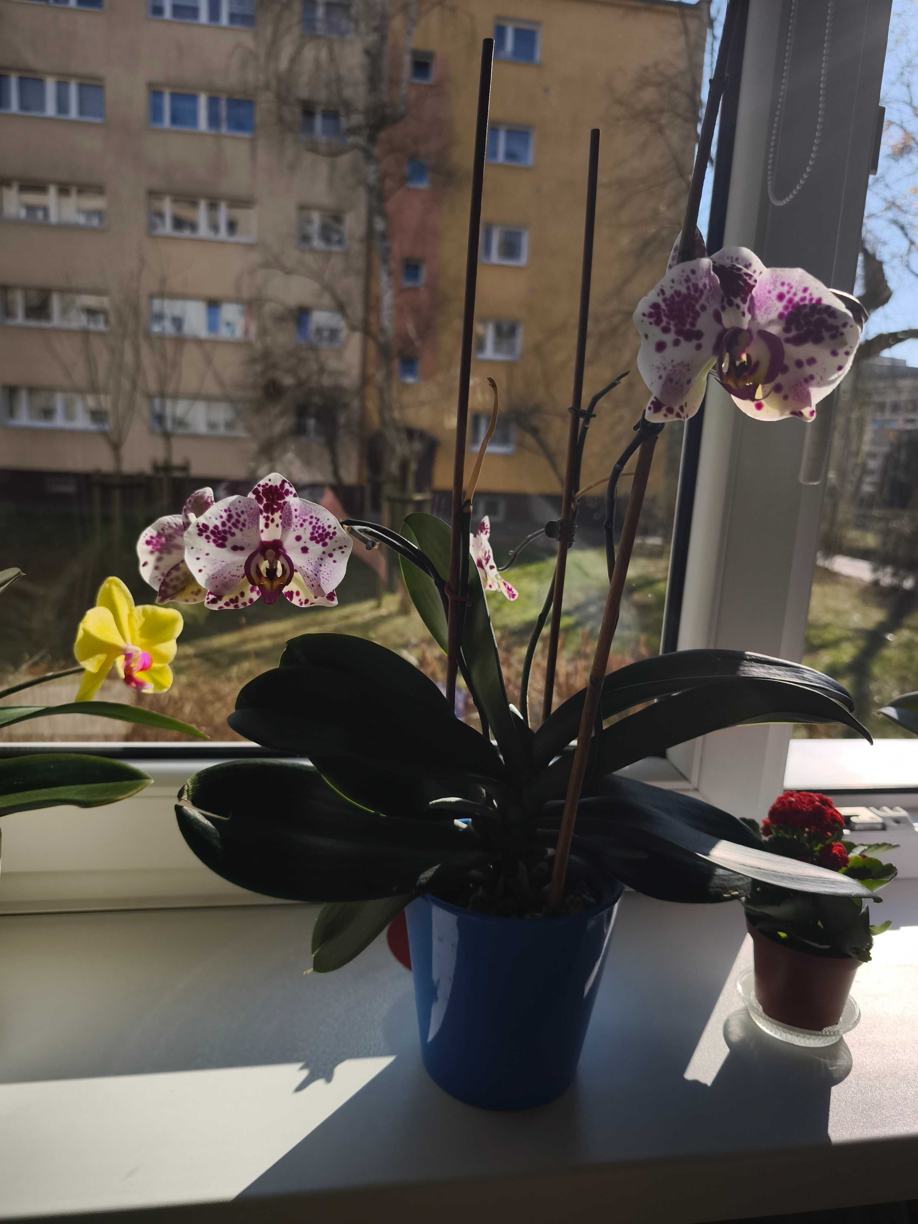 Storczyk w doniczce storczyki