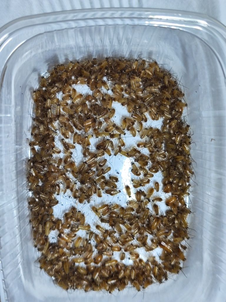 100 sztuk wylęgu i 100 sztuk 0,5-1,5 cm karaczan turecki