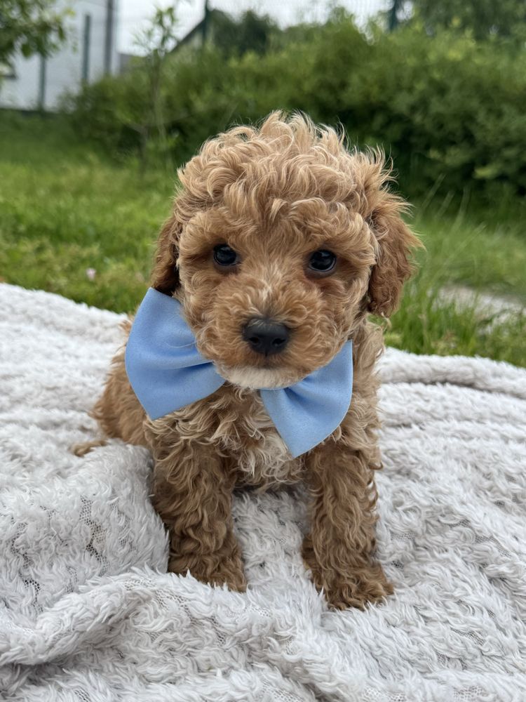 GOTOWY do odbioru  MALTIPOO F1b  Badania genetyczne Wyprawka Pudel