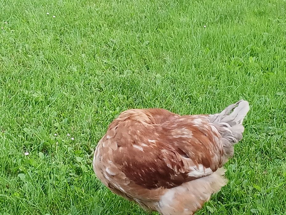 Kogut młody. Nie Lili