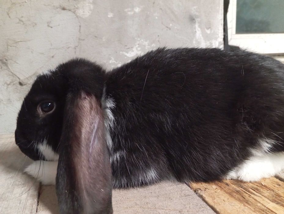 Króliki barany francuskie