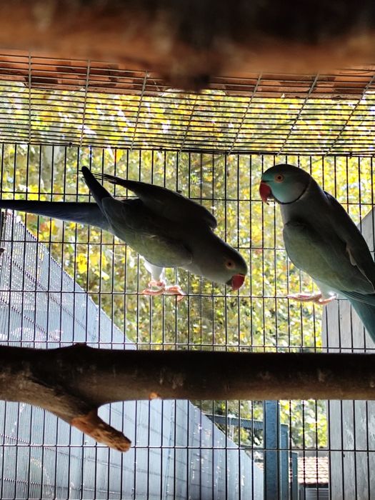 Ring necks adultos