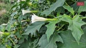 Bieluń dziędzierzawa, datura stramonium 10 zł za 100 nasion