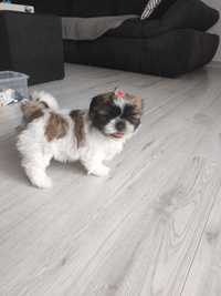 Sunia shih tzu śliczna