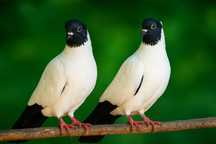 Casal de pombos viuvinhas