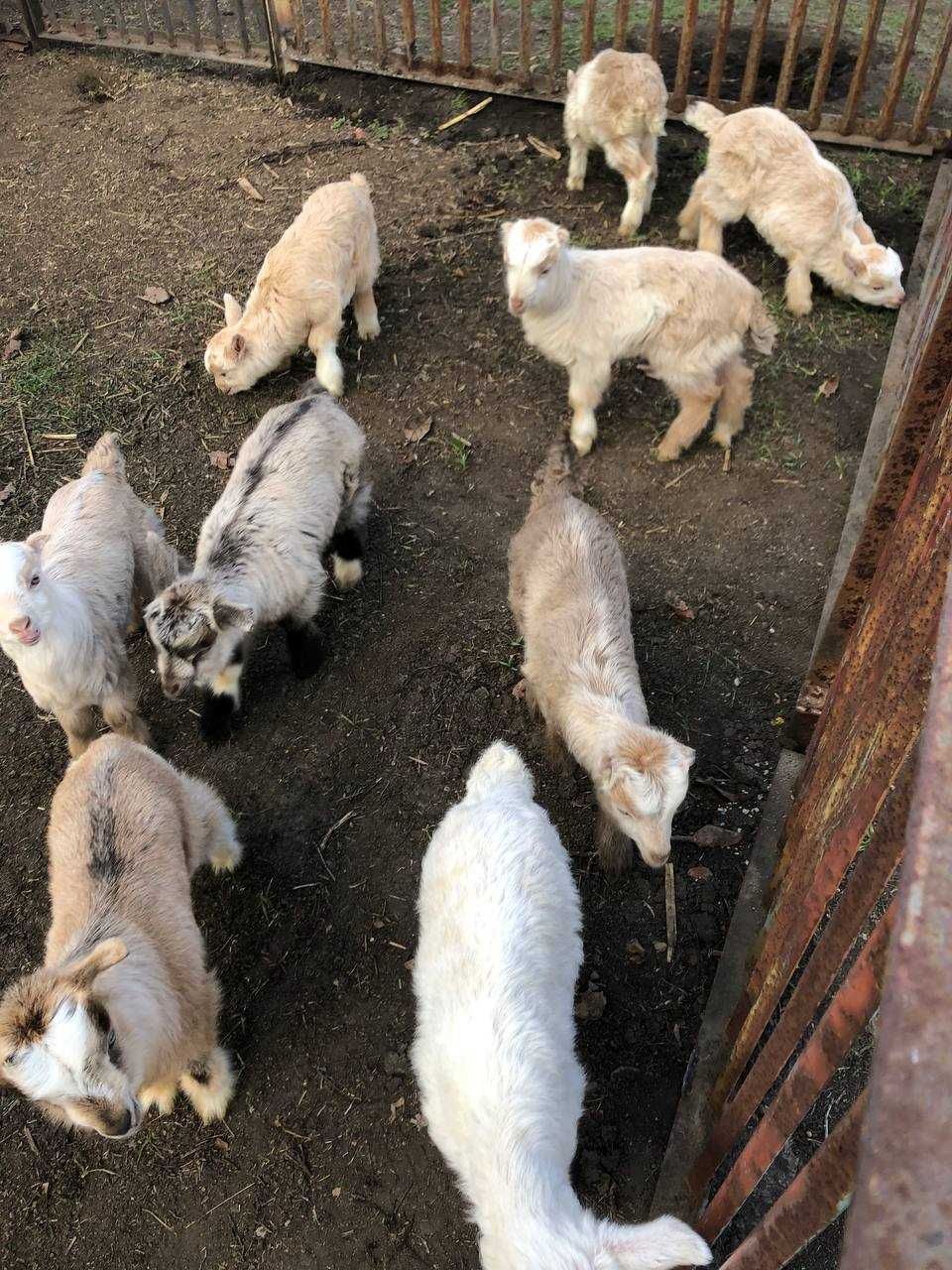 Продаємо козенят