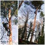 wycinka i pielęgnacja drzew, arborysta, arborystyka, rębakowanie