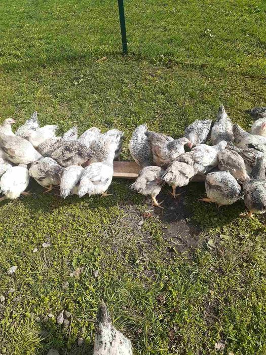 Кури підрощені та циплята