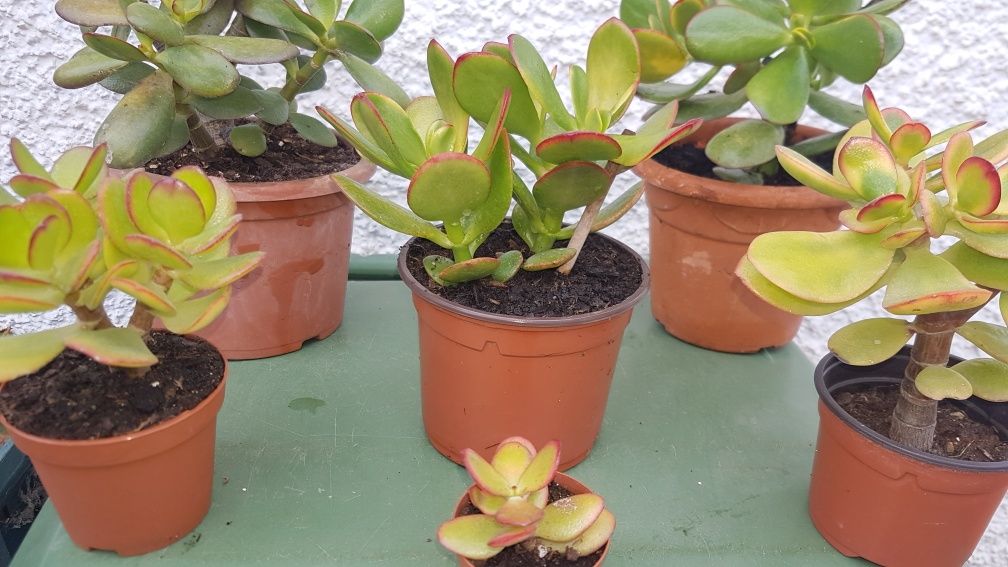 Planta de Jade (vários tamanhos), desde 1 €.