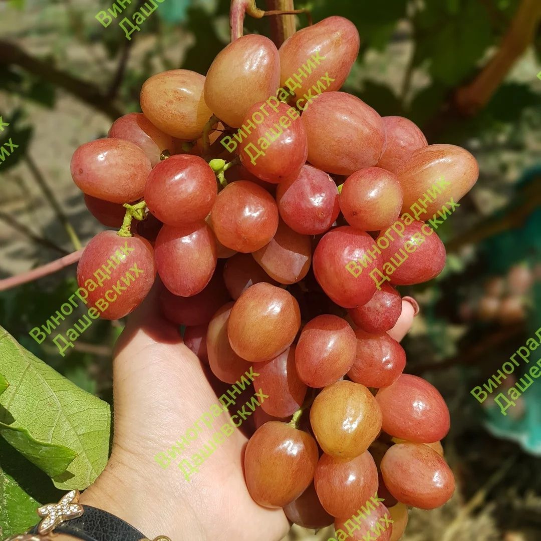 Саженцы и черенки  винограда , более 400 сортов !!!