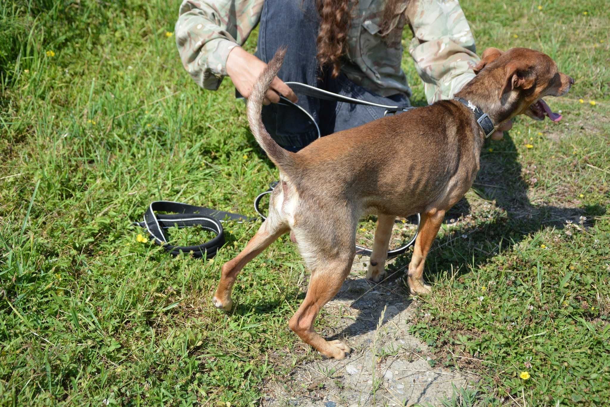 Snikersik - samotny pan pozna samotną panią ADOPCJA mały pies