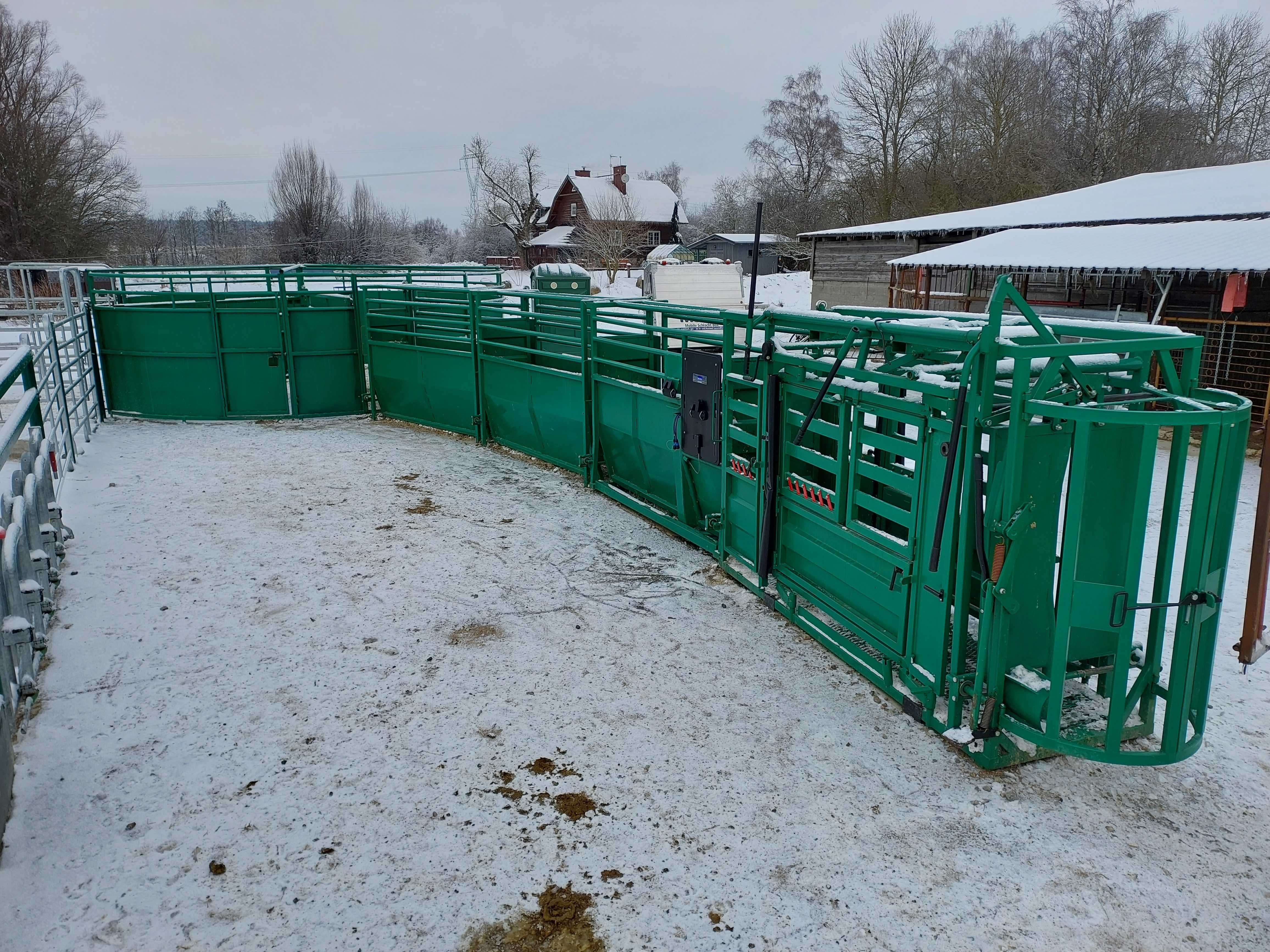 poskrom, klatka dla bydła z wagą inwentarzową