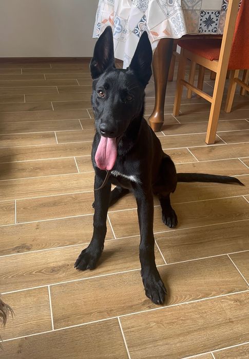 Owczarek belgijski Malinois 5 miesięcy