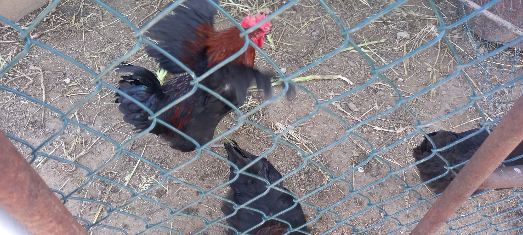 Ovos galados de várias raças de galinhas