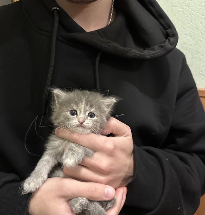 Котята от сибирской кошки