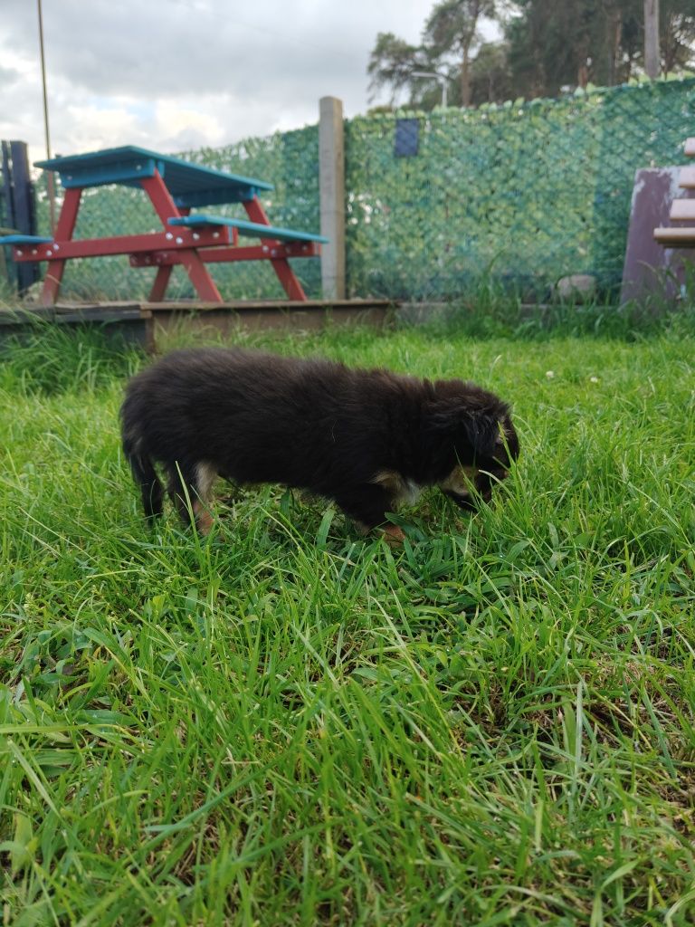Piesek chihuahua
