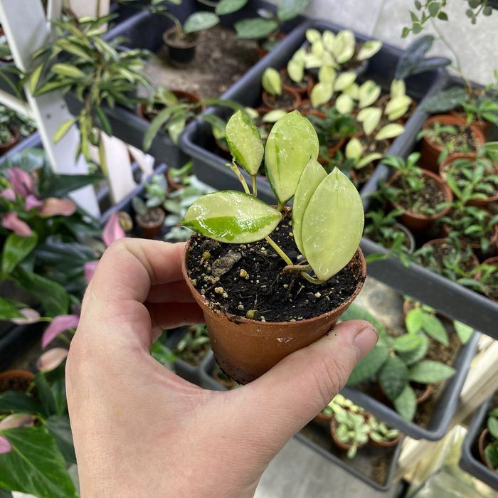 Хойя Hoya walliniana variegata
