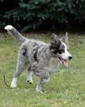 Border Collie piesek blue merle, 14 tyg.