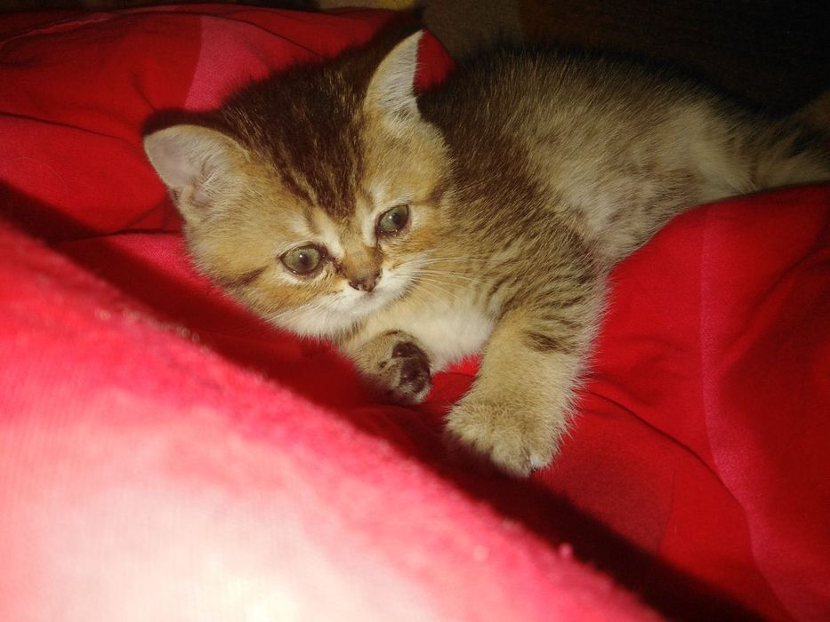 Кошенята шукають родину