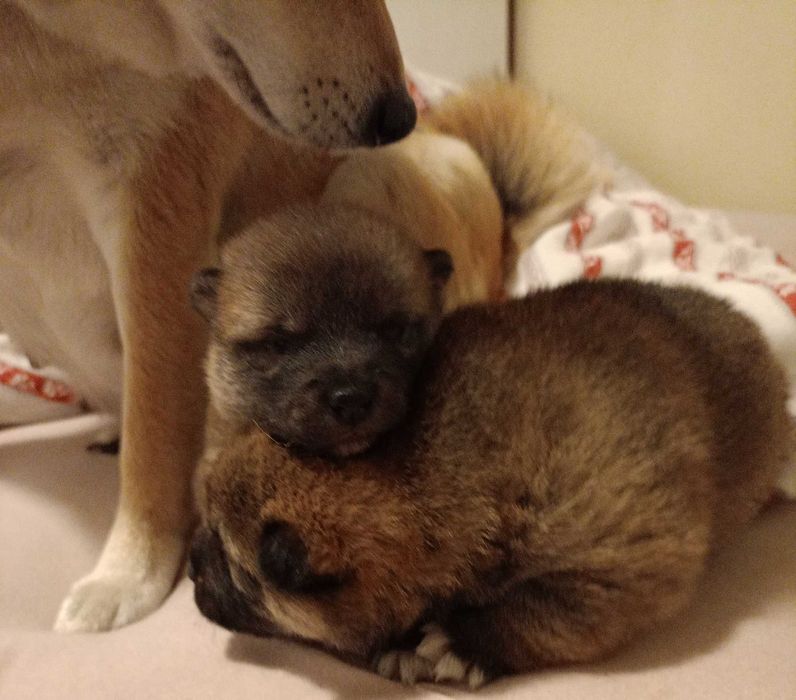 Shiba inu ZkwP FCI szczeniaczki gotowe do odbioru