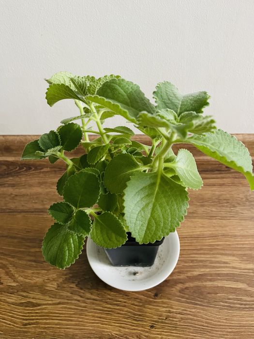 Oregano kubańskie roślina doniczkowa