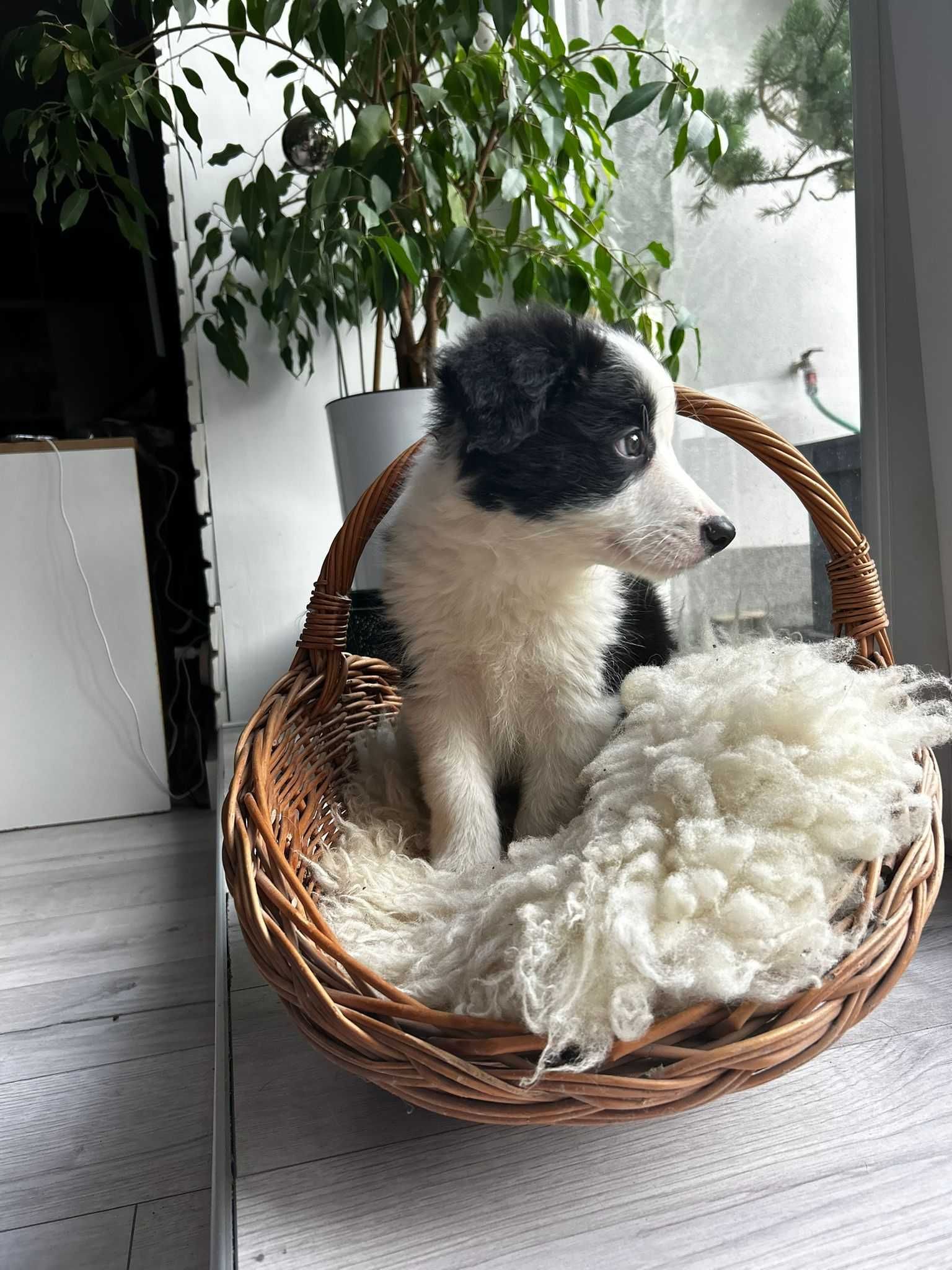 Border Collie piesek