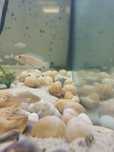 Lamprologus multifasciatus muszlowiec wielopręgi tanganika