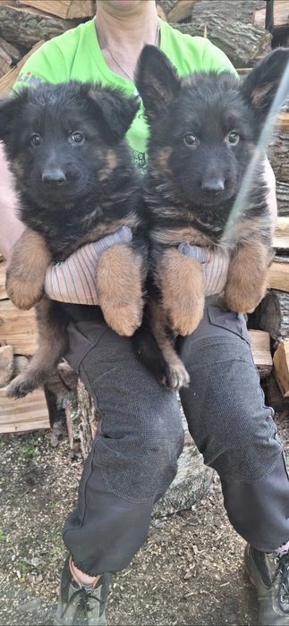 Owczarek niemiecki długowłosy   szczenie