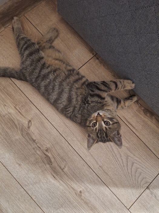 Koty chłopaki do oddania