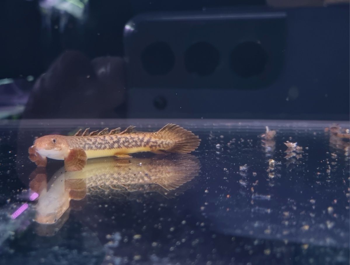 Polypterus teugelsi (wielopłetwiec marmurkowy)