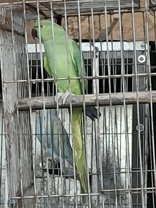 Aves para  trocar