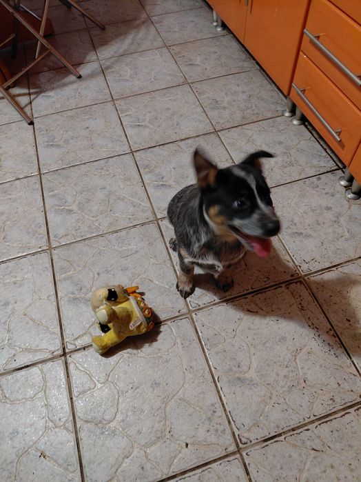 Suczka Australian Cattle Dog