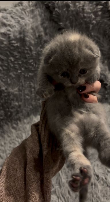 Неймовірно милі шотландські кошенята шукають свої люблячі родини