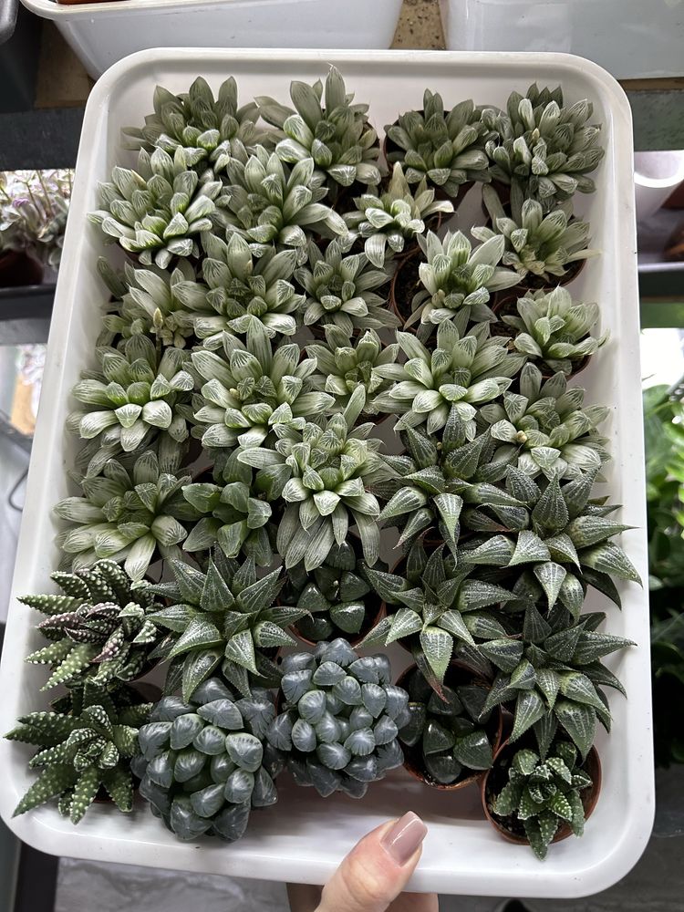 Хавортия Haworthia cooperi  retusa obtusa white bird   bayeri