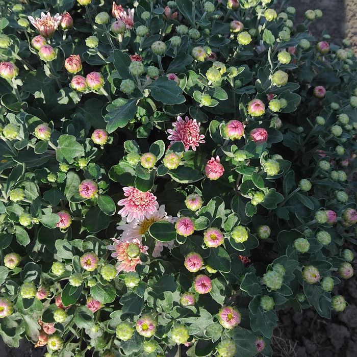 Маточники хризантеми