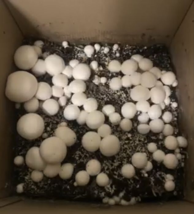 Набір для вирощування печериць вдома