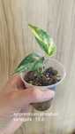 Epipremnum Pinnatum variegata