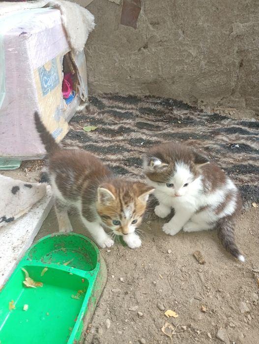 Шукаємо дім для кошенят