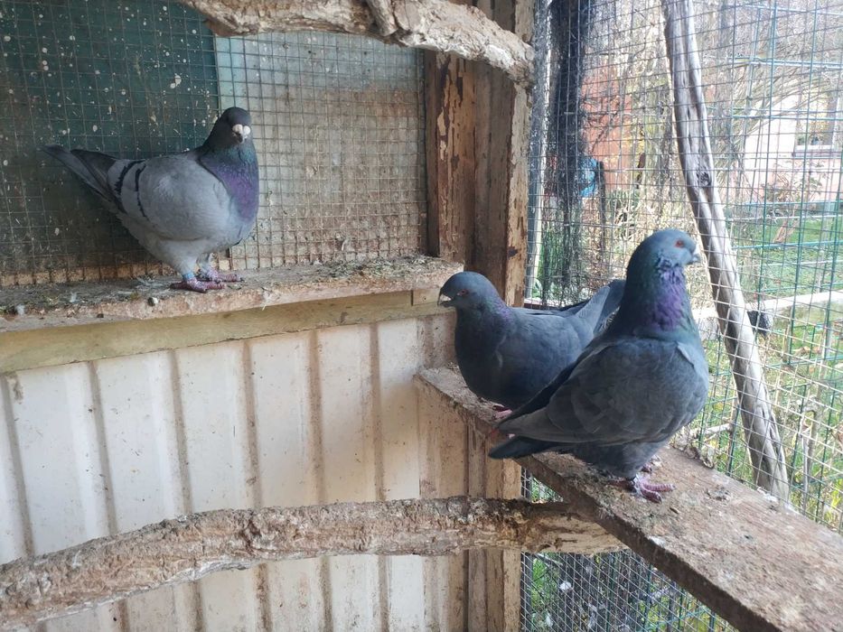 Gołębie Texanery i Giant Homry.