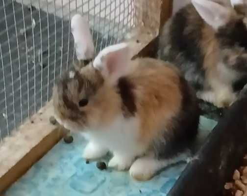 Coelhos anões bebés