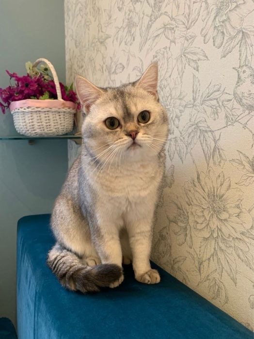 Вʼязка скотиш страйт, срібляста