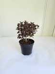 Krzewuszka 'Nana Purpurea' (Weigela florida 'Nana Purpurea')